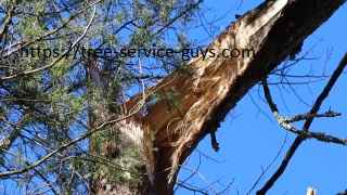 Emergency tree services Bedford.