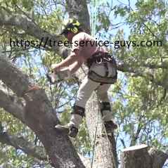 Tree service technician cutting branches in a tree.