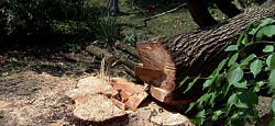 Haltom City tree stump removal photo.