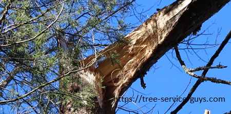 Emergency Tree Services.