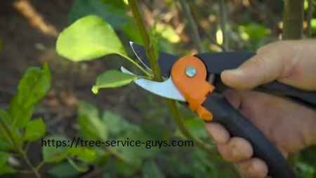 Tree pruning