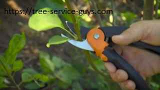 Tree pruning Fort Worth.