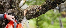 Fort Worth tree removing