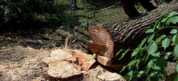 Fort Worth tree stump removal