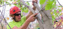 Fort Worth tree trimmer