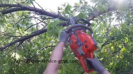 Tree trimming